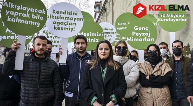 İBB’nin katlettiği çınar ağaçlarına Mimari ve Şehircilik Platformundan da tepki geldi