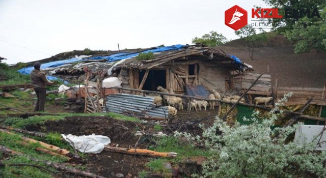 Koyunların meleme sesi kesilince ağıla gitti, korkunç manzarayla karşılaştı