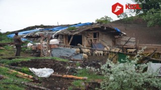 Koyunların meleme sesi kesilince ağıla gitti, korkunç manzarayla karşılaştı