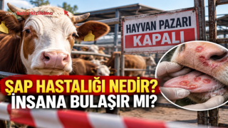 Şap Hastalığı Nedir? İnsana Bulaşır mı?